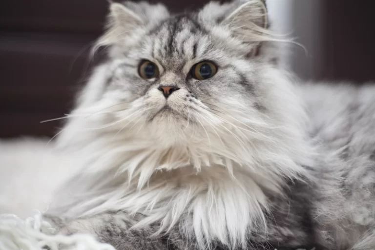 Maine Coon: All You Need to Know About This Majestic Cat Breed